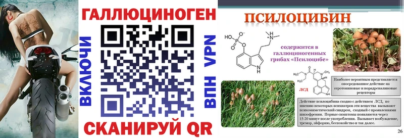 Псилоцибиновые грибы Psilocybe Саяногорск
